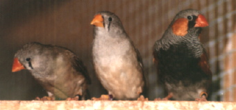 Triple black 2024 zebra finch